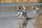 2 Parson Russell Terrier
