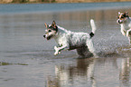 2 Parson Russell Terrier