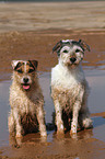 2 Parson Russell Terrier