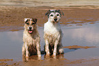 2 Parson Russell Terrier