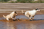 running Parson Russell Terrier