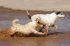 running Parson Russell Terrier