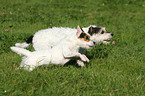 2 running Parson Russell Terrier