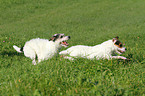 2 running Parson Russell Terrier