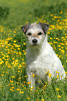 sitting Parson Russell Terrier
