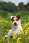 lying Parson Russell Terrier