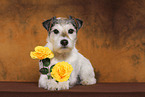 lying Parson Russell Terrier