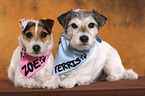 2 Parson Russell Terrier