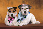 2 Parson Russell Terrier