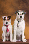 female and male dog
