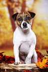 Parson Russell Terrier