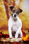 Parson Russell Terrier