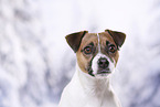 Parson Russell Terrier Portrait