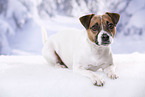 lying Parson Russell Terrier
