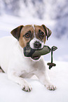 lying Parson Russell Terrier