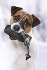 Parson Russell Terrier Portrait