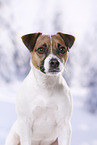 Parson Russell Terrier Portrait