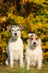 2 Parson Russell Terrier