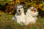 2 Parson Russell Terrier