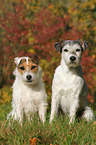 2 Parson Russell Terrier