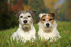 2 Parson Russell Terrier