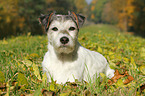 lying Parson Russell Terrier