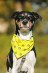Parson Russell Terrier Portrait