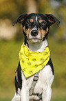 Parson Russell Terrier Portrait