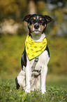 sitting Parson Russell Terrier