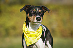 Parson Russell Terrier Portrait