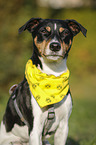 Parson Russell Terrier Portrait