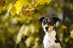 Parson Russell Terrier Portrait