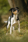 standing Parson Russell Terrier