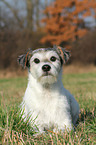 lying Parson Russell Terrier