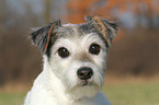 Parson Russell Terrier Portrait
