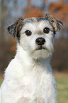 Parson Russell Terrier Portrait