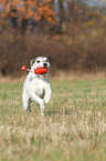 playing Parson Russell Terrier