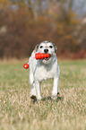 playing Parson Russell Terrier