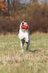 playing Parson Russell Terrier