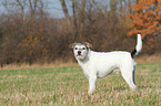 Parson Russell Terrier