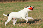 playing Parson Russell Terrier