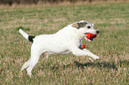 playing Parson Russell Terrier