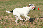 playing Parson Russell Terrier