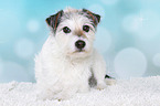 lying Parson Russell Terrier