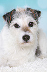 lying Parson Russell Terrier