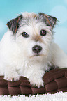 lying Parson Russell Terrier