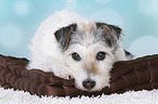 lying Parson Russell Terrier