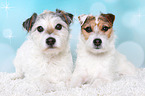Jack & Parson Russell Terrier
