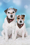 Jack & Parson Russell Terrier