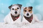 Jack & Parson Russell Terrier